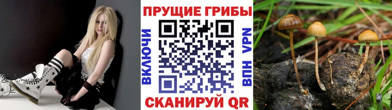 Псилоцибиновые грибы Cubensis  цены   Дигора 